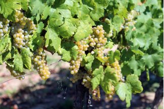 vino