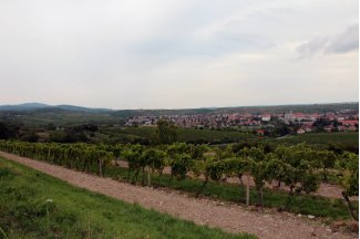 vino