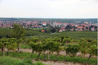 vino