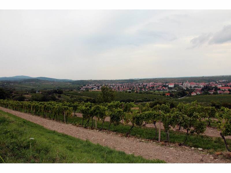 Our vineyards above Modra