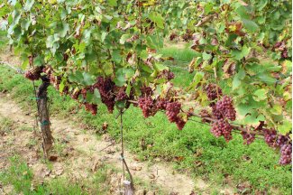 vino
