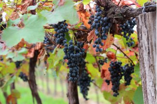 vino