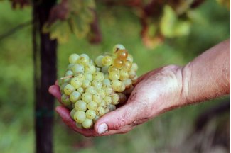 vino