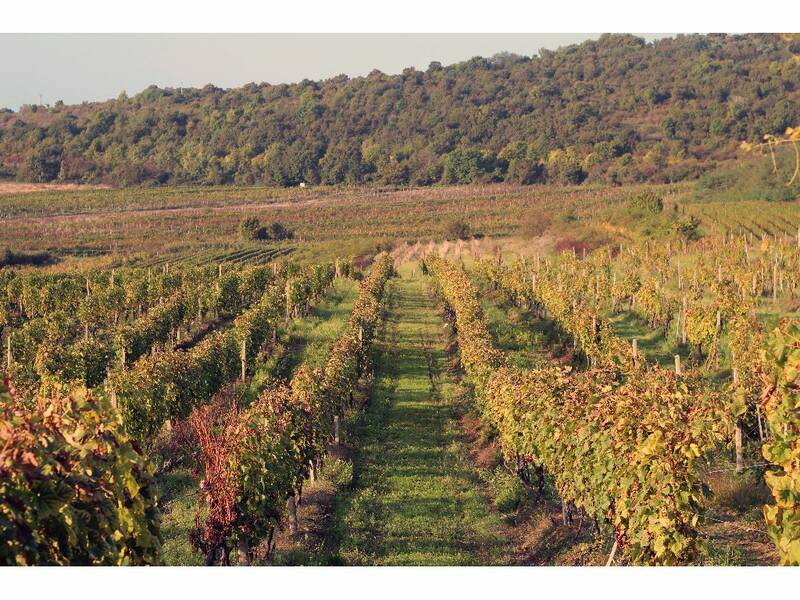 Our vineyard Šajby in Modra