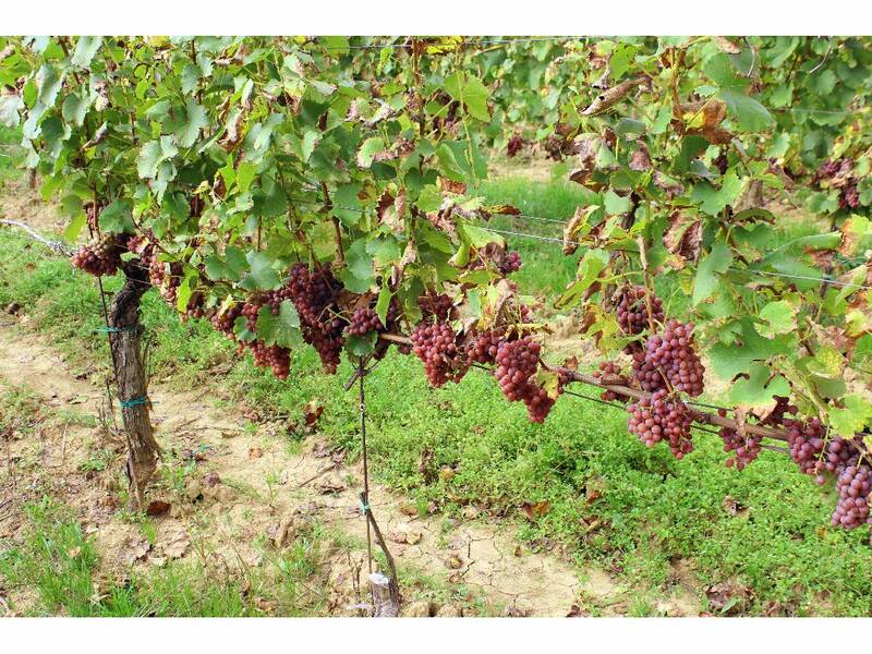 Pálava grapes, The Dry Hill Vineyard