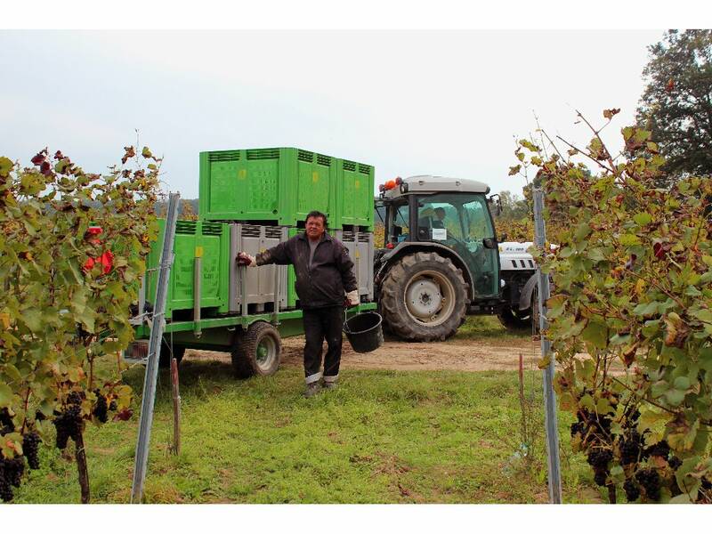 The grape collector