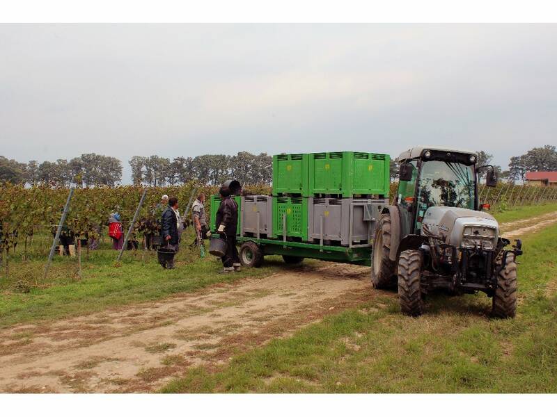 The special boxes for sparing transport of grapes