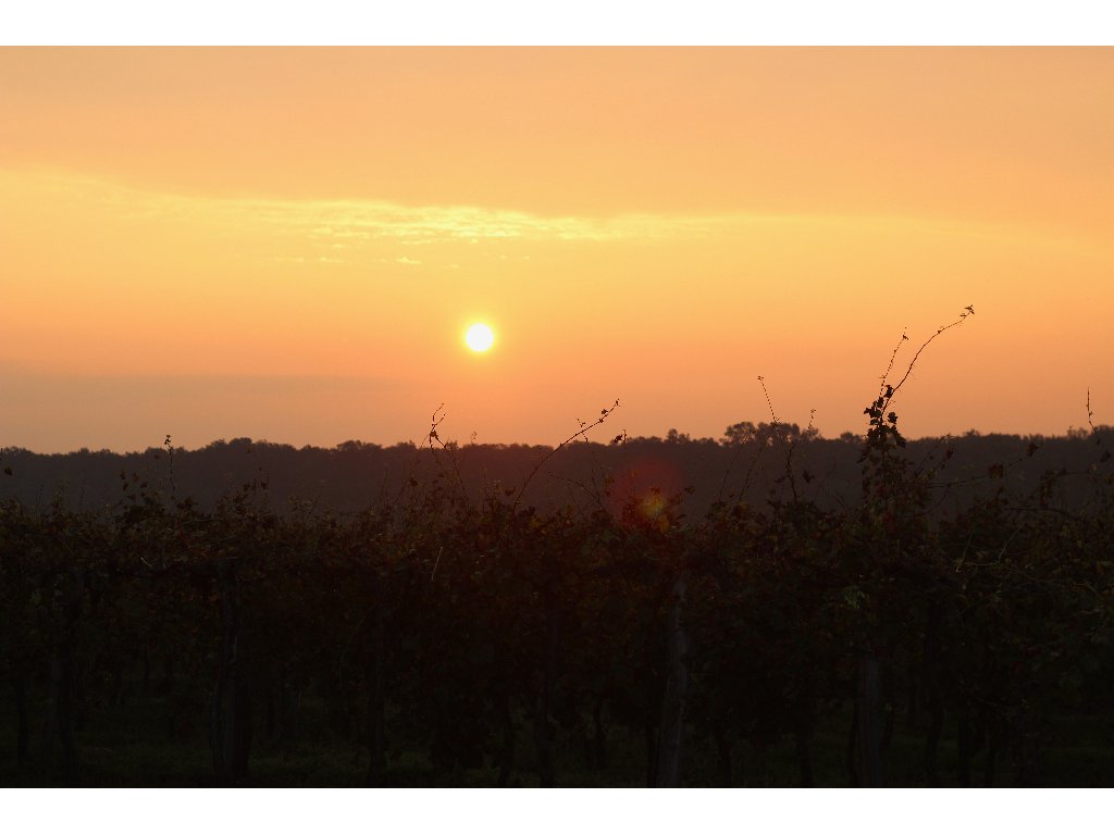 Dry Dry Hill Vineyard in the morning