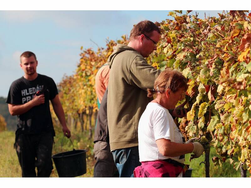 Harvest of Welsh Riesling