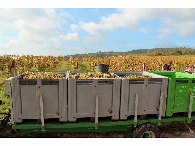 Harvested grapes