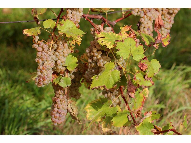 Bunches of Welsh Riesling