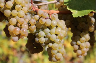 vino