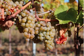 vino