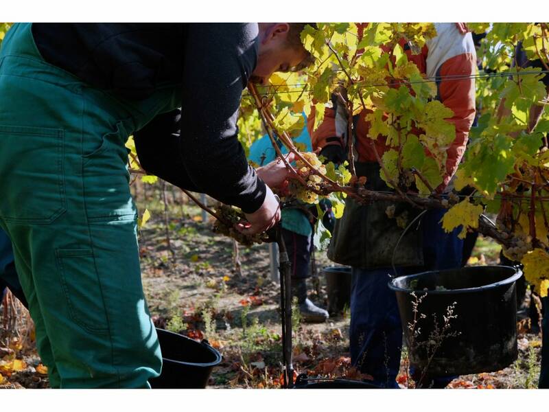 During the harvest