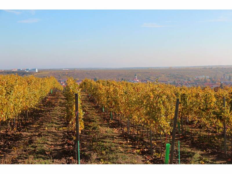 Vineyard with Riesling in Modra