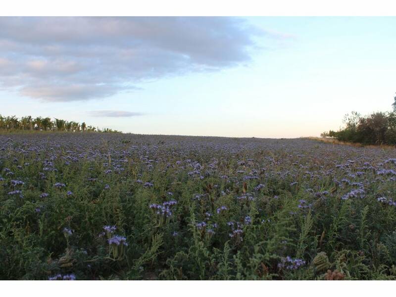 Field of facelie at the place future vineyard