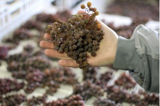 vino