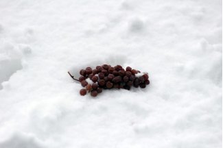 vino