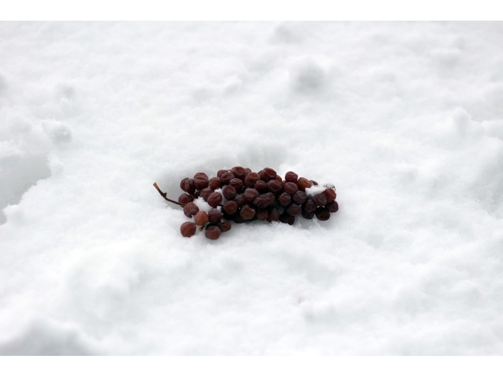 Grape in the snow