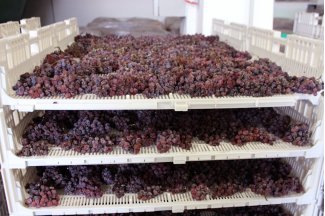 vino