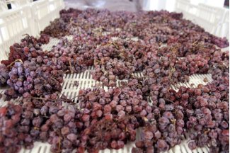 vino