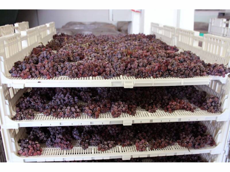 Pálava grapes 