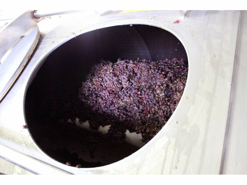 The grapes in the wine-press