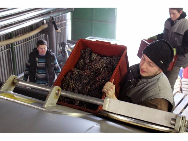 Putting the grapes to the wine-press