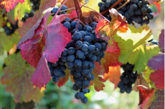 vino