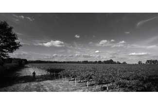vino