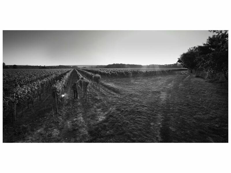 The Dry Hill Vineyard