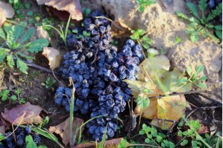 vino