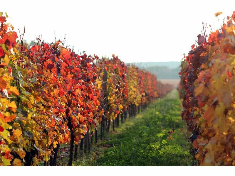 The colours of The Dry Hill Vineyard
