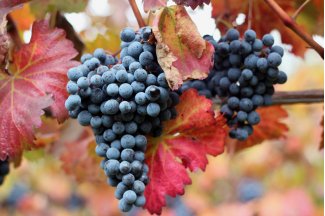 vino