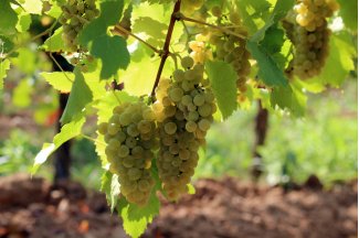 vino