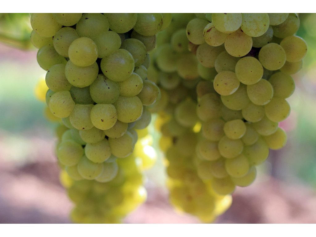 Grapes of Moravian Muscat 2015