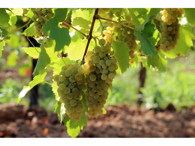 Moravian Muscat 2015