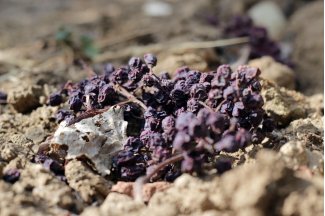 vino