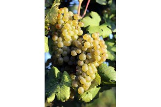 vino