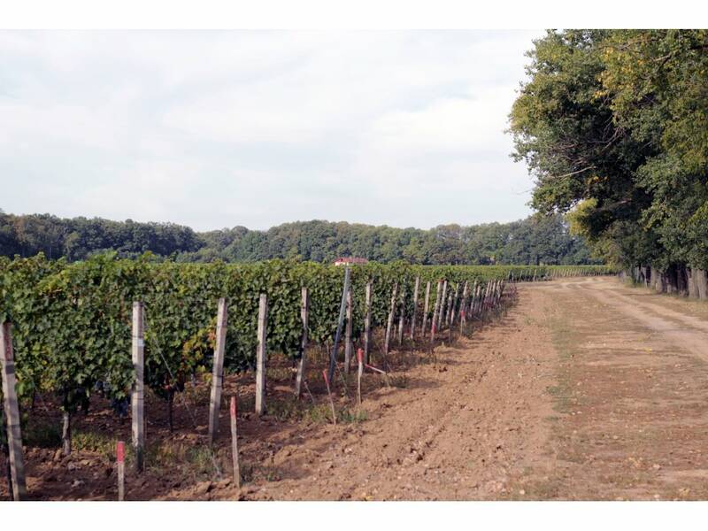 Thy Dry Hill Vineyard