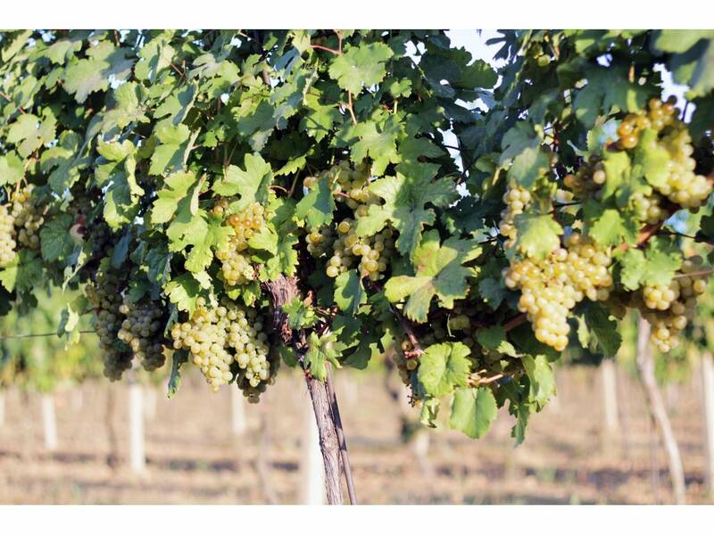 Grüner Veltliner at the Noviny vineyard