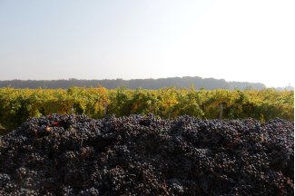 vino