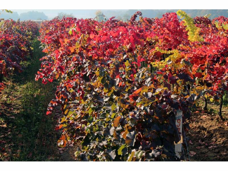 Alibernet in the vineyard called Dry Hill