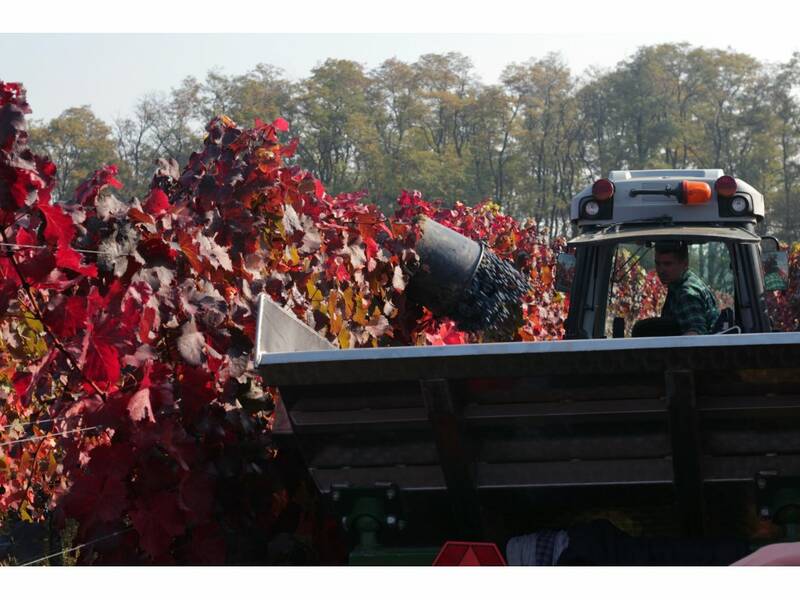 Grapes pouring